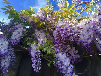 Close-up of purple flowers on branch