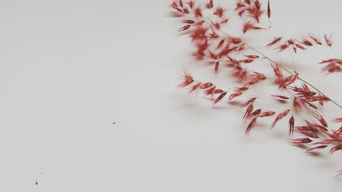 Low angle view of flowers against white background