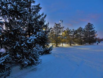 Trees on snow covered landscape