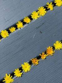 High angle view of yellow flowering plant