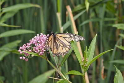 Butterfly pollinating on flower