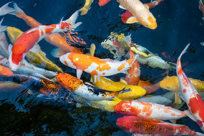 Fish carp swimming in sea