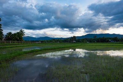 Scenic view of grassy field by lake against sky