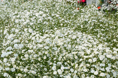 Close-up of white flowers on tree