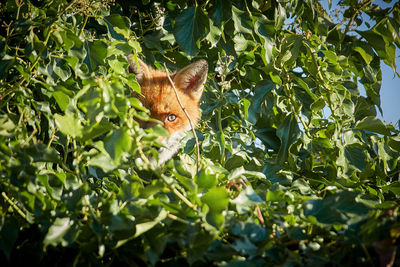 View of a cat