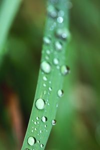 Close up of leaf