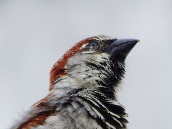 Close-up of bird against white background