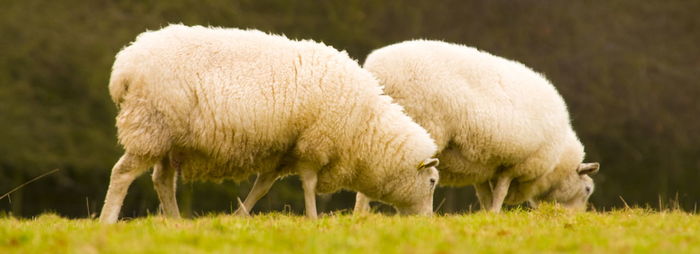 Sheep grazing in a field