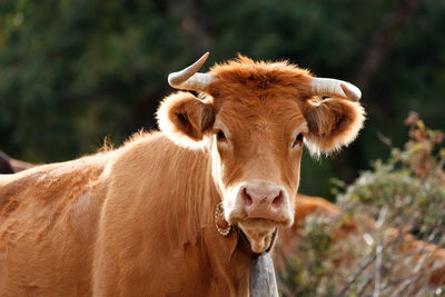 Portrait of cow