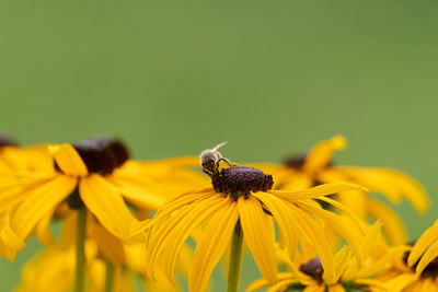 Close-up of butterfly pollinating on yellow flower