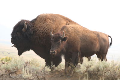 Buffalo  standing in a field