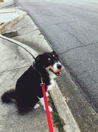 High angle view of dog on road