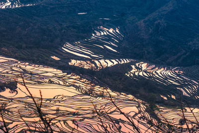 High angle view of plants on land