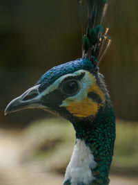 Close-up of peacock