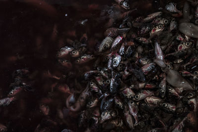 High angle view of crab in water