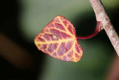 Close-up of leaf on plant