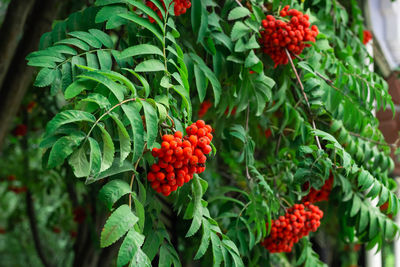 Red mountain ash berries on branches with green leaves, rowan trees in summer autumn garden