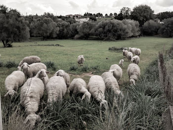 View of sheep on field