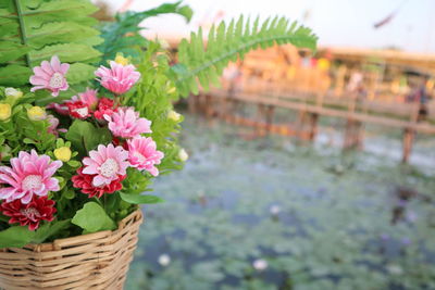 Close-up of pink flowering plants in basket