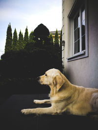 Dog sitting on a window