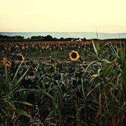 Yellow flowers growing on field