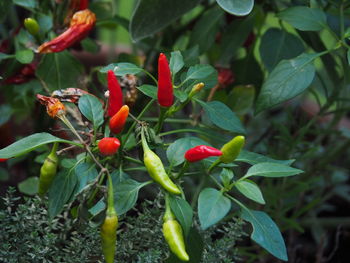 Close-up of red berries growing on plant