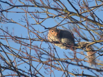 Low angle view of bird perching on tree