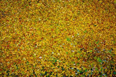 Full frame shot of autumn leaves on field