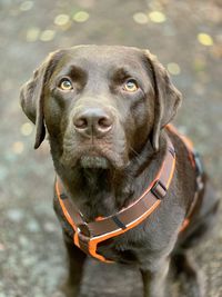 Close-up portrait of a dog