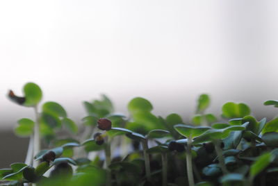 Close-up of flower buds growing outdoors