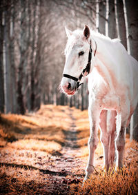 Horse standing on field by trees