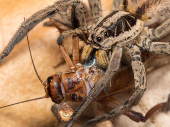 Close-up of spider hunting insect