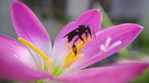 Close-up of insect on pink flower