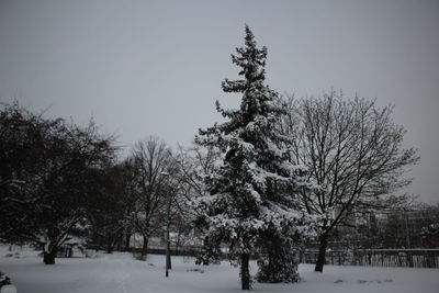 Trees on snow covered landscape