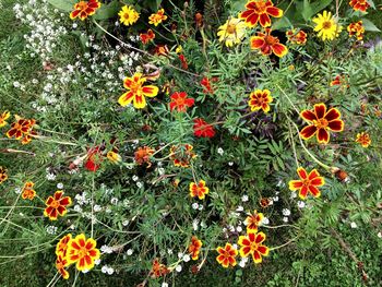 High angle view of orange flowers blooming outdoors