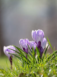 Close-up of purple crocus flowers on field