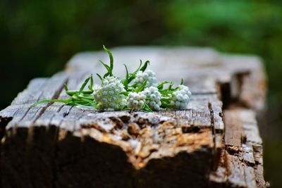 Close-up of flowers on wooden table