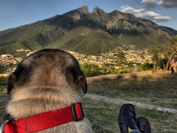 Close-up of dog on mountain against sky