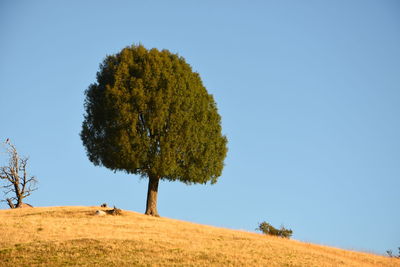 Low angle view of tree against clear sky