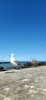 Seagull perching on a beach