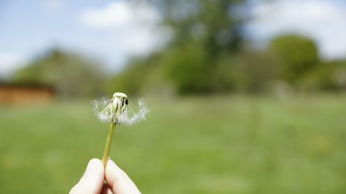 Close-up of hand holding dandelion