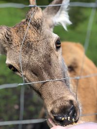 Close-up of a deer