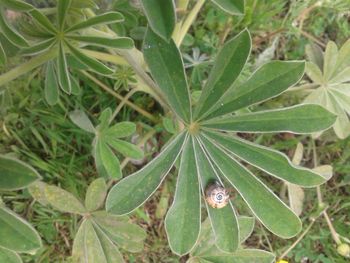 Close-up of insect on plant