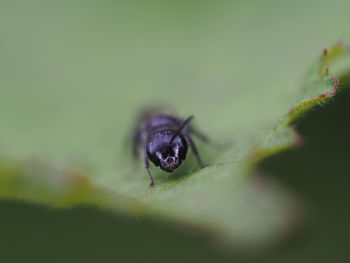 Close-up of water drop on leaf