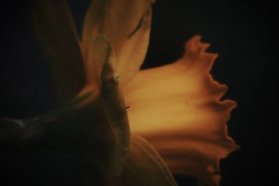 Close-up of flower against black background