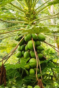 Plants growing on tree