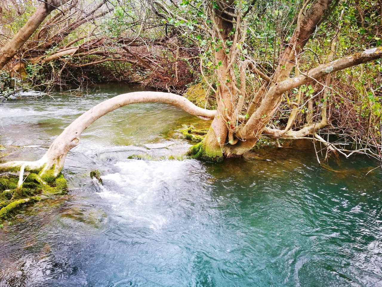 STREAM FLOWING THROUGH TREE