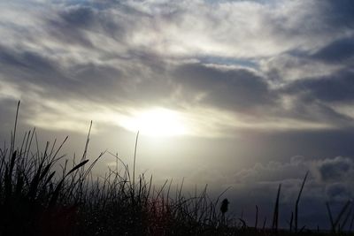 Silhouette plants on field against sky at sunset