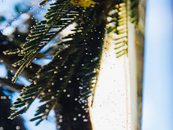 Close-up of snow on plant