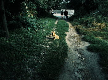 Man and dog on field in forest